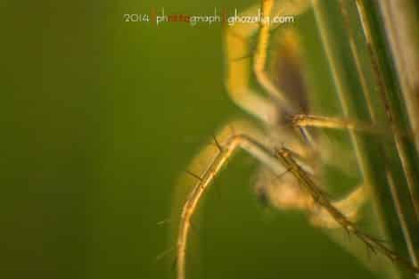 Olympus MET Macro Serangga