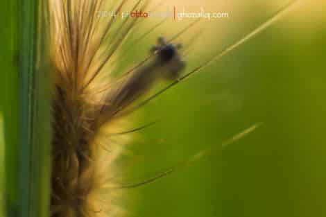 Macro MET Olympus Ulat