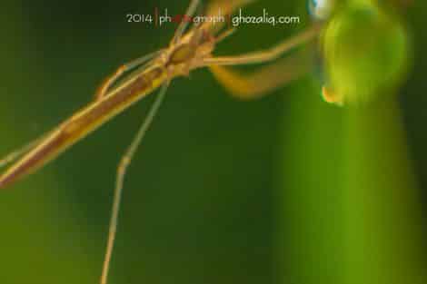 Olympus MET Macro Serangga