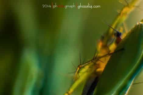 Olympus MET Macro Serangga