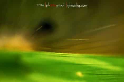 Olympus MET Macro Serangga