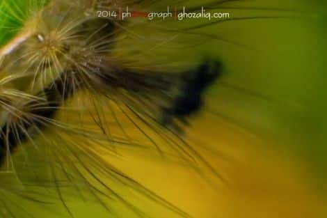 Macro MET Olympus Ulat