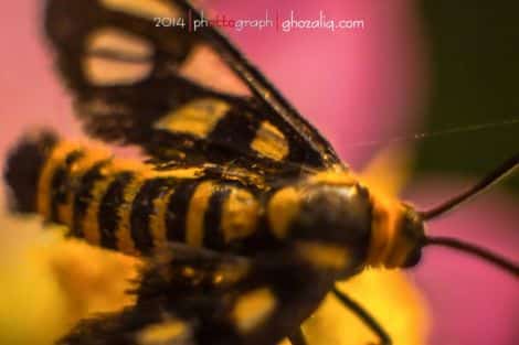 Olympus MET Macro Serangga