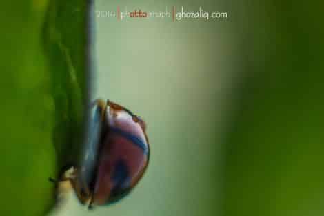 Olympus MET Macro Serangga