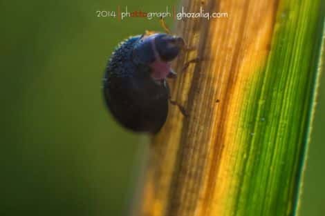 Olympus MET Macro Serangga