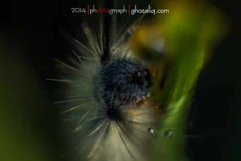 Macro MET Olympus Ulat