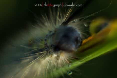 Macro MET Olympus Ulat