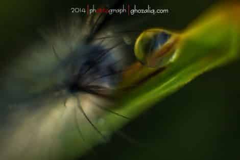 Macro MET Olympus Ulat