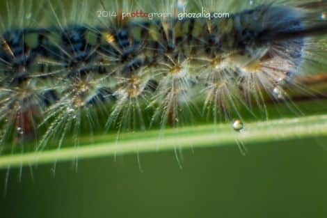 Macro MET Olympus Ulat