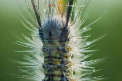 Macro MET Olympus Ulat