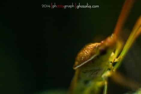 Olympus MET Macro Serangga