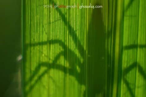 Olympus MET Macro Serangga