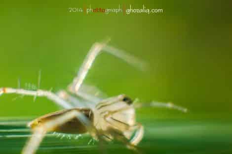 Olympus MET Macro Serangga