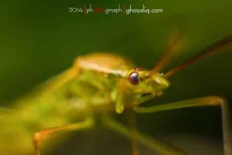 Olympus MET Macro Serangga