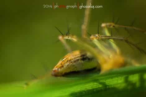 Olympus MET Macro Serangga