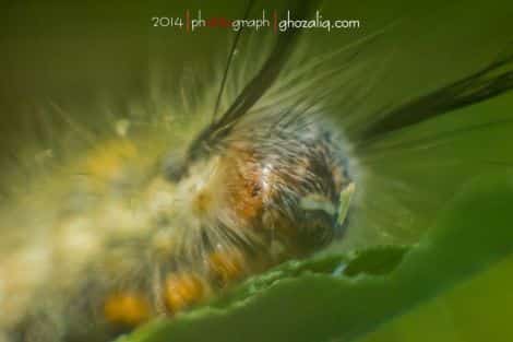 Macro MET Olympus Ulat