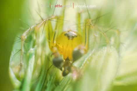 Olympus MET Macro Serangga