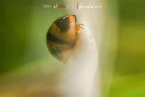 Olympus MET Macro Serangga