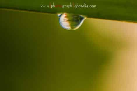 Olympus MET Macro Butir Air Embun