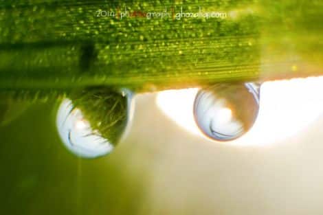 Olympus MET Macro Butir Air Embun