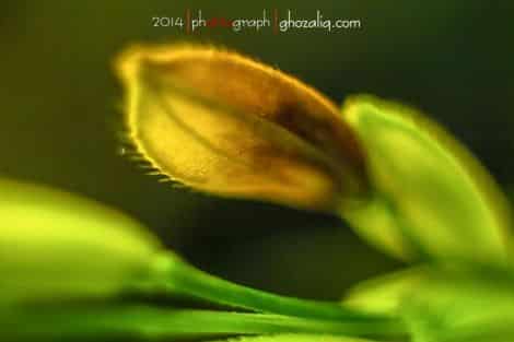 Olympus MET Macro Tanaman