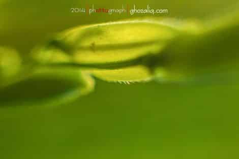 Olympus MET Macro Tanaman