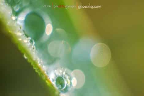 Olympus MET Macro Butir Air Embun