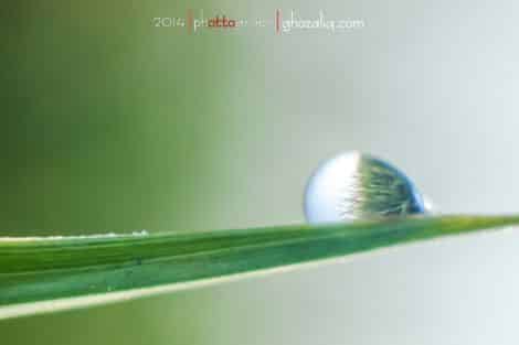 Olympus MET Macro Butir Air Embun