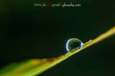 Olympus MET Macro Butir Air Embun