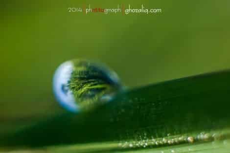 Olympus MET Macro Butir Air Embun