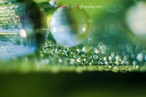 Olympus MET Macro Butir Air Embun