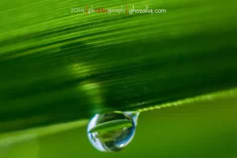 Olympus MET Macro Butir Air Embun