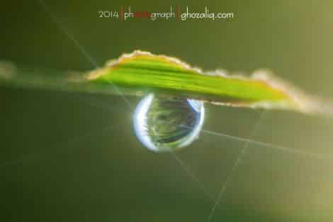 Olympus MET Macro Butir Air Embun
