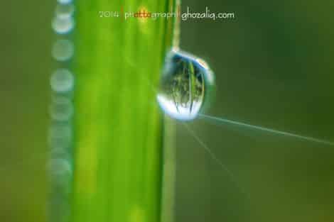 Olympus MET Macro Butir Air Embun