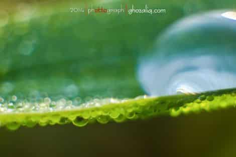 Olympus MET Macro Butir Air Embun