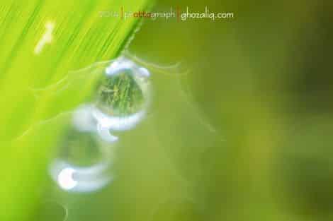 Olympus MET Macro Butir Air Embun