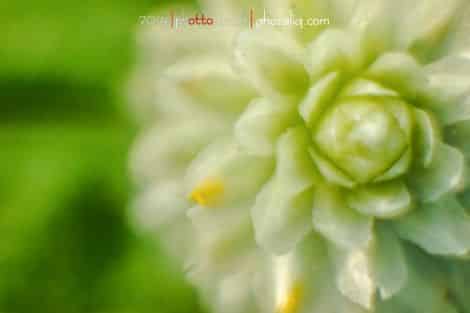 Olympus MET Macro Tanaman