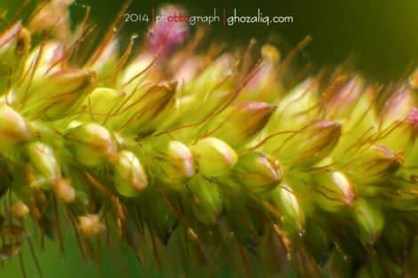 Olympus MET Macro Tanaman