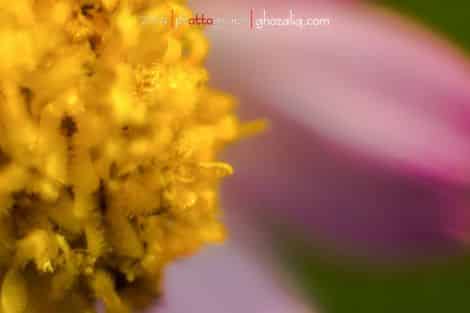 Olympus MET Macro Tanaman