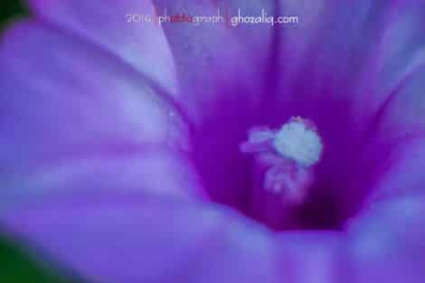 Olympus MET Macro Tanaman