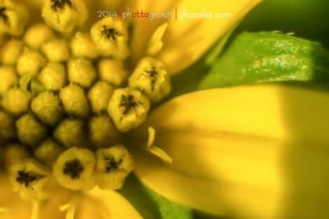 Olympus MET Macro Tanaman