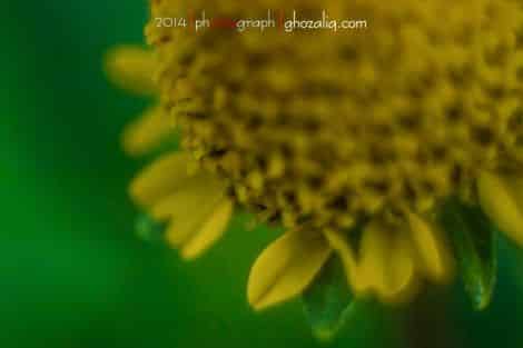 Olympus MET Macro Tanaman