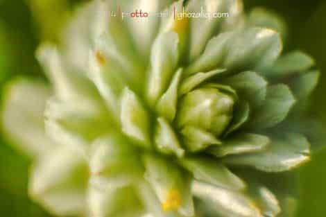 Olympus MET Macro Tanaman