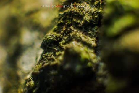 Olympus MET Macro Tanaman