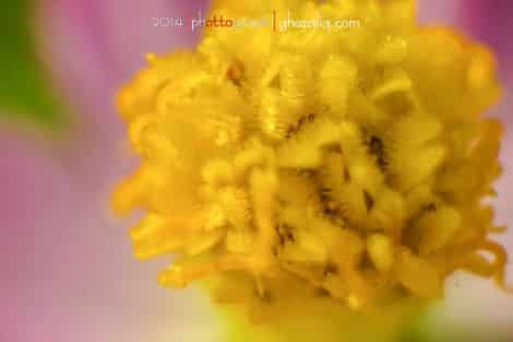 Olympus MET Macro Tanaman