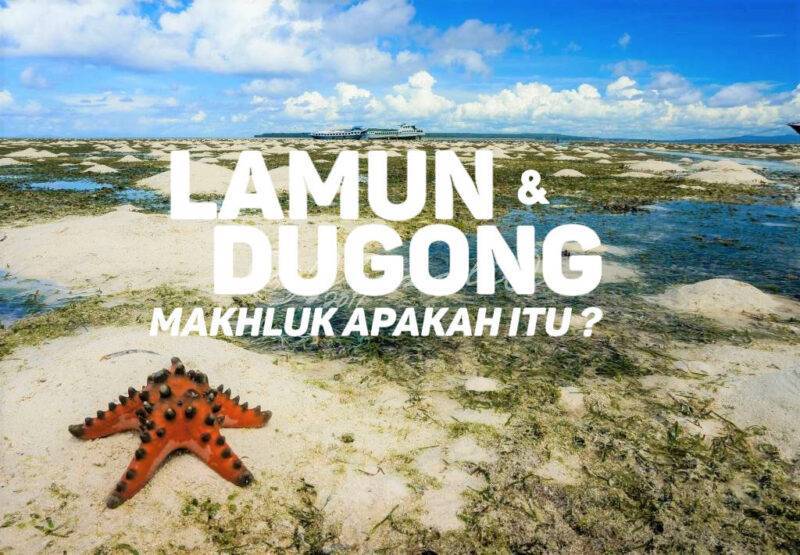 Read more about the article Lamun dan Dugong untuk Bahari yang Lebih Lestari